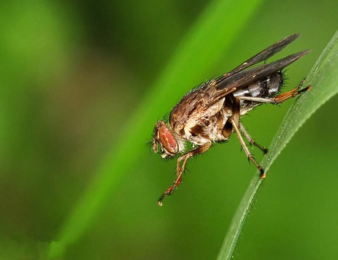 昆虫不育技术可控制亚洲虎蚊繁殖