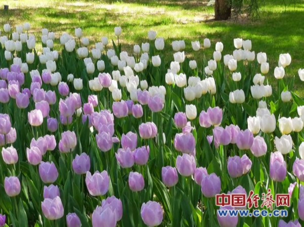 赏花经济引多产业共繁荣 全国共有赏花经济相关企业超1000家