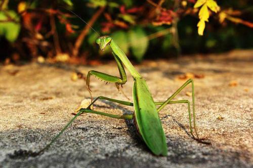 金 螳 螂获得实用新型专利授权：“一种钢架平整度调节结构”