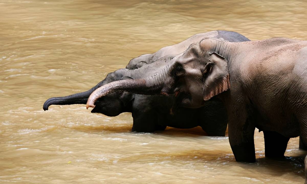 新研究：亚洲象脑重量超非洲象20% 或解行为差异之谜