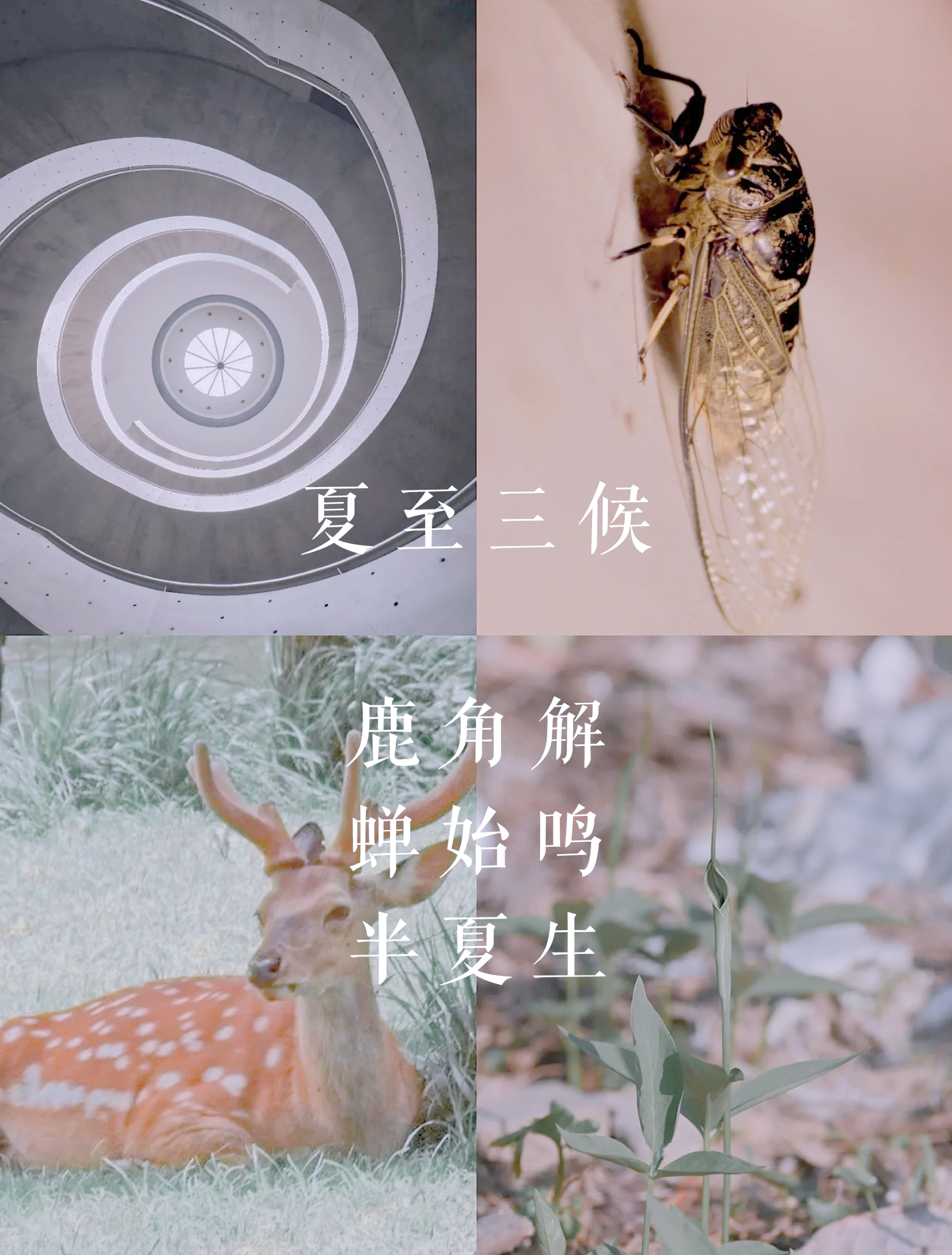 29日迎来火星北半球夏至