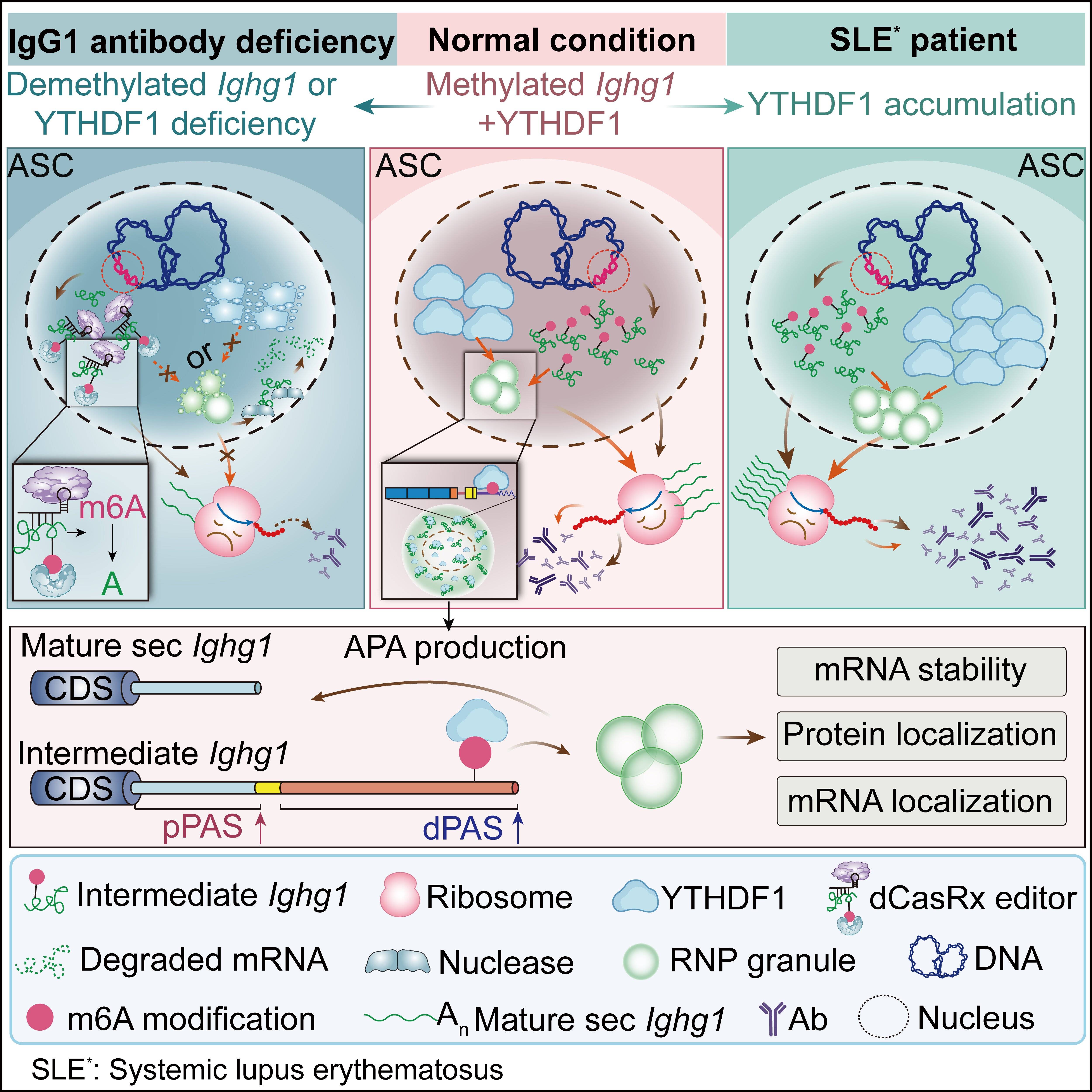 新研究揭示日常进食通常不会引发过敏的机制