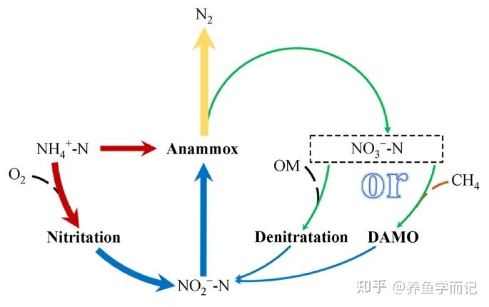 南大环境获得发明专利授权:“一种基于厌氧氨氧化技术的脱氮系统”