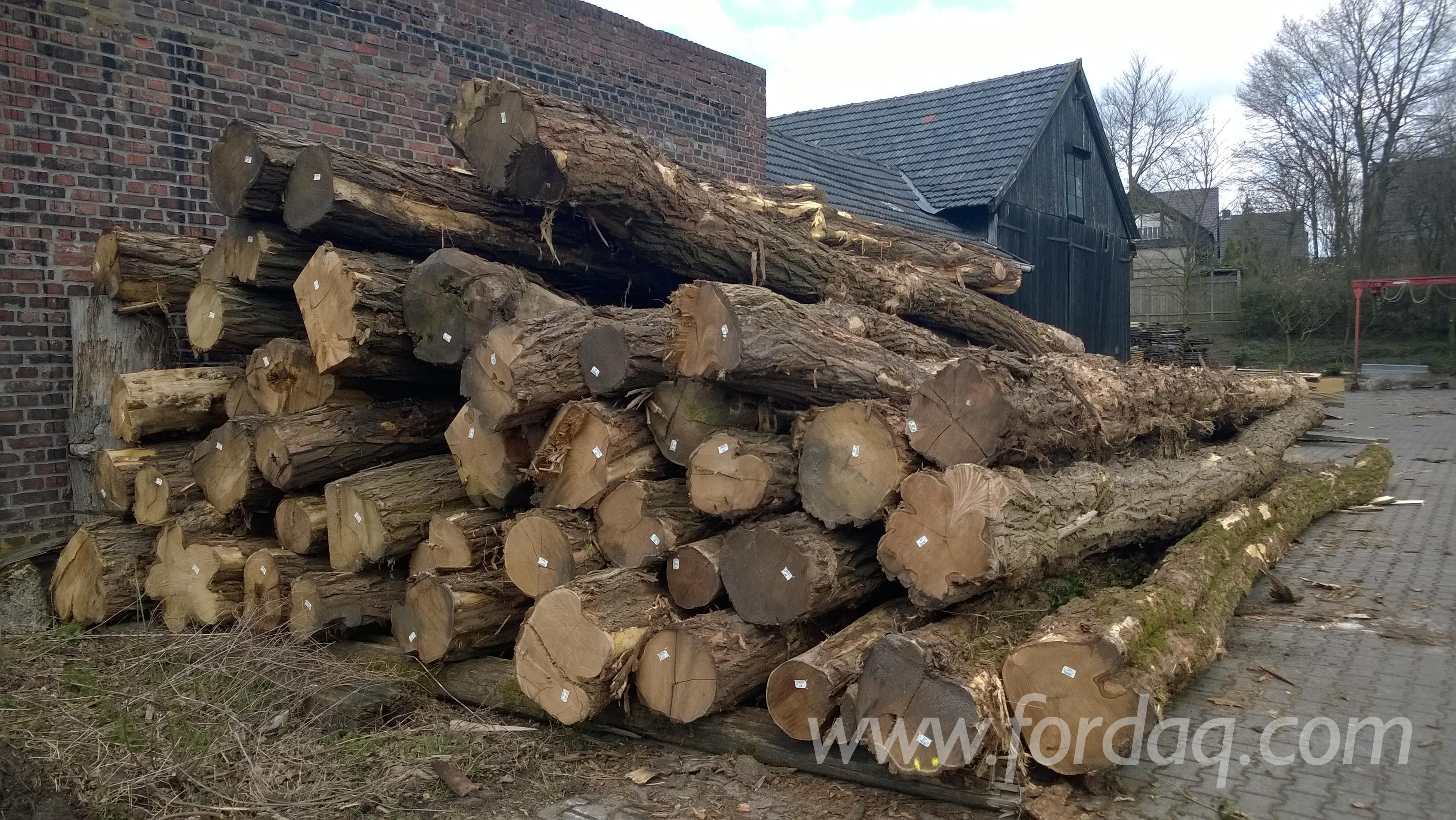 SSGAA建议政府推广种植阿拉伯树胶以实现经济多元化