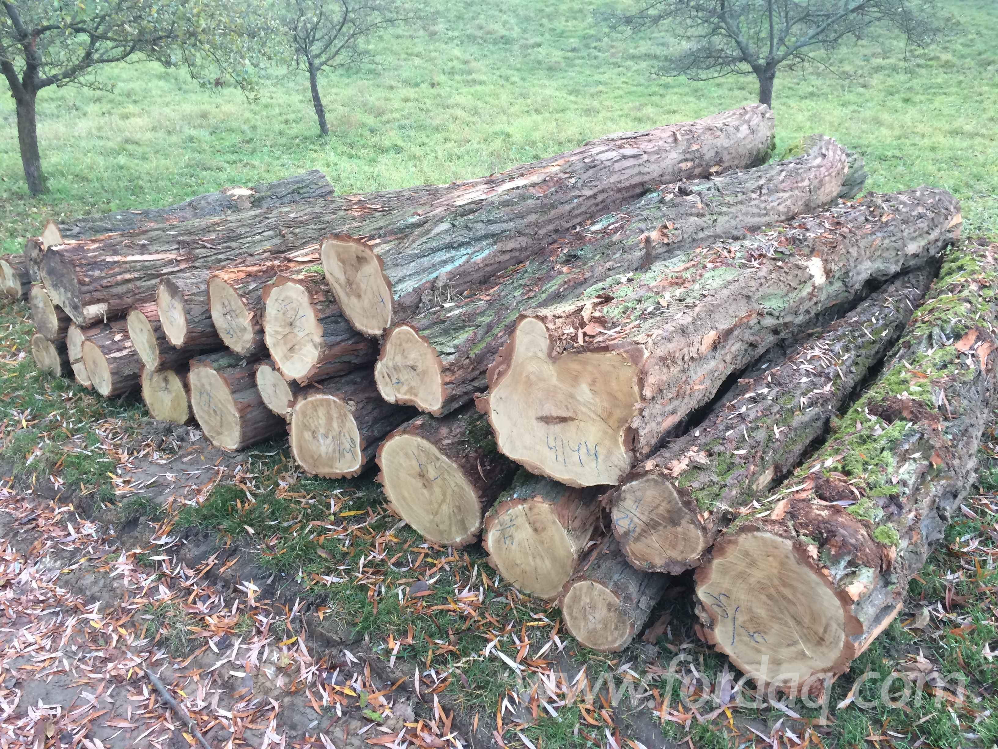 SSGAA建议政府推广种植阿拉伯树胶以实现经济多元化