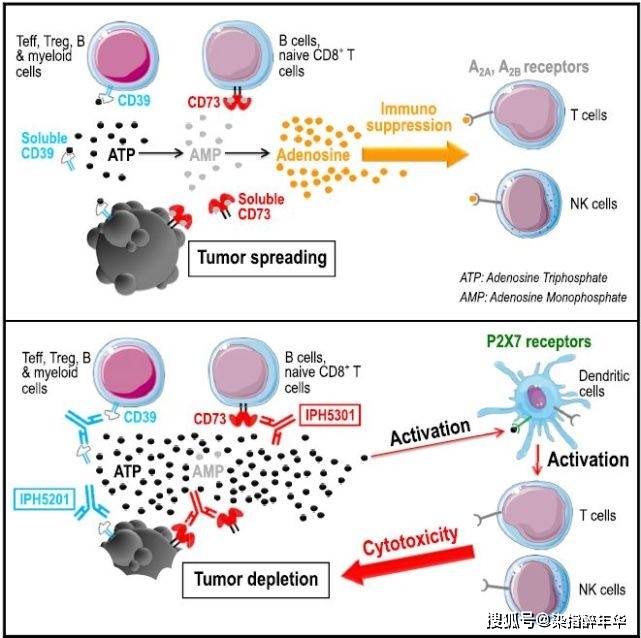 科望医药无商业化三年亏17亿：创始人年薪千万，负债率超500%