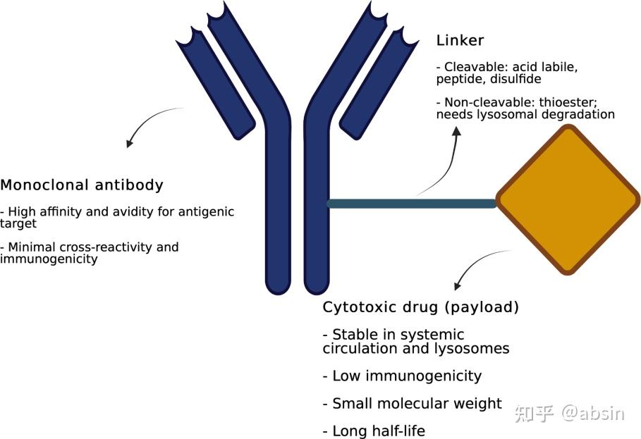 石药创新制药子公司SYS6040抗体偶联药物获美国FDA临床试验批准