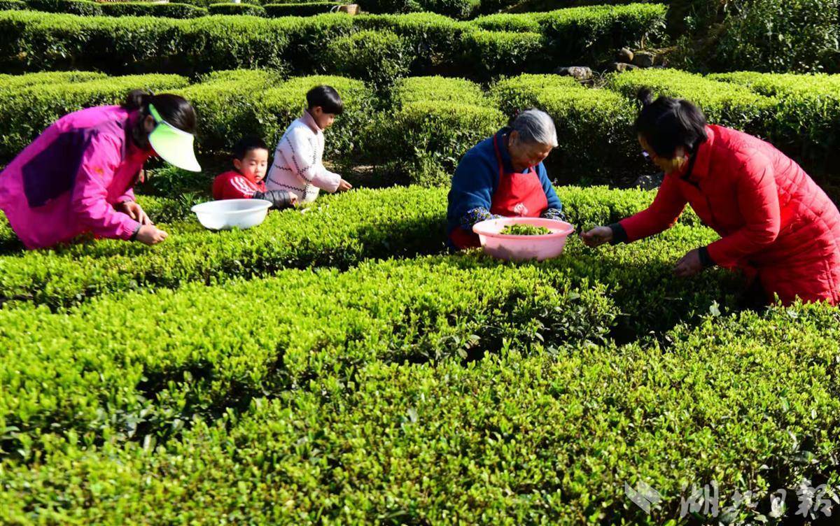 尼东部梅奇地区本财年前十个月茶叶出口增长46%