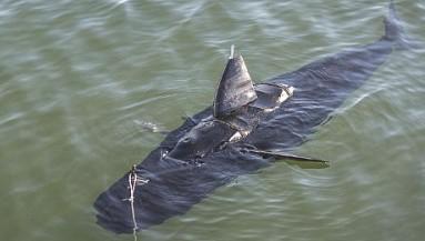 龙洲股份：公司旗下畅丰专汽的智能潜排水机器专注于水下作业