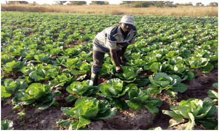 加纳第一季度经济增长5.3%