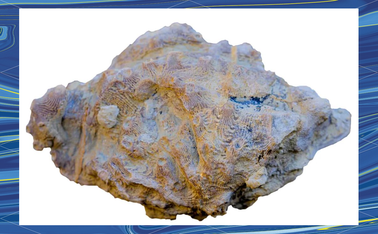 远古珊瑚化石警示未来海平面可能骤然上升