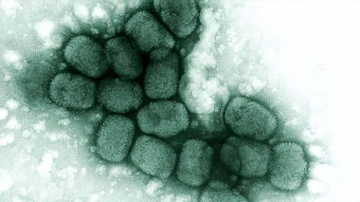 近岸蛋白获得发明专利授权：“一种猴痘病毒多抗原单价疫苗及其应用”