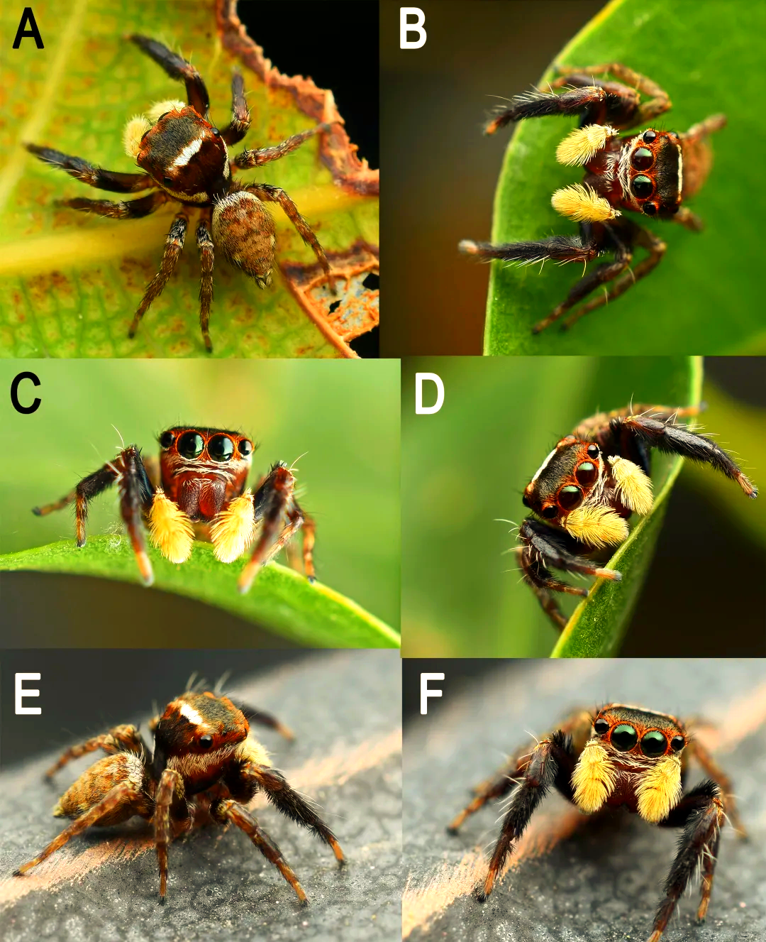 广西发现跳蛛新种——花坪尼格蛛
