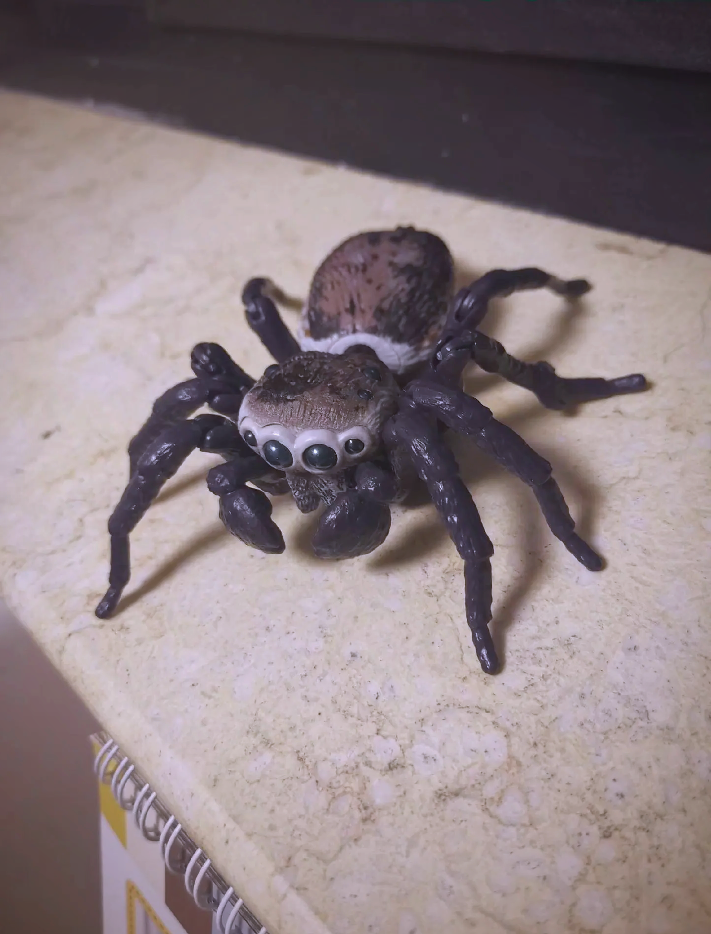 广西发现跳蛛新种——花坪尼格蛛