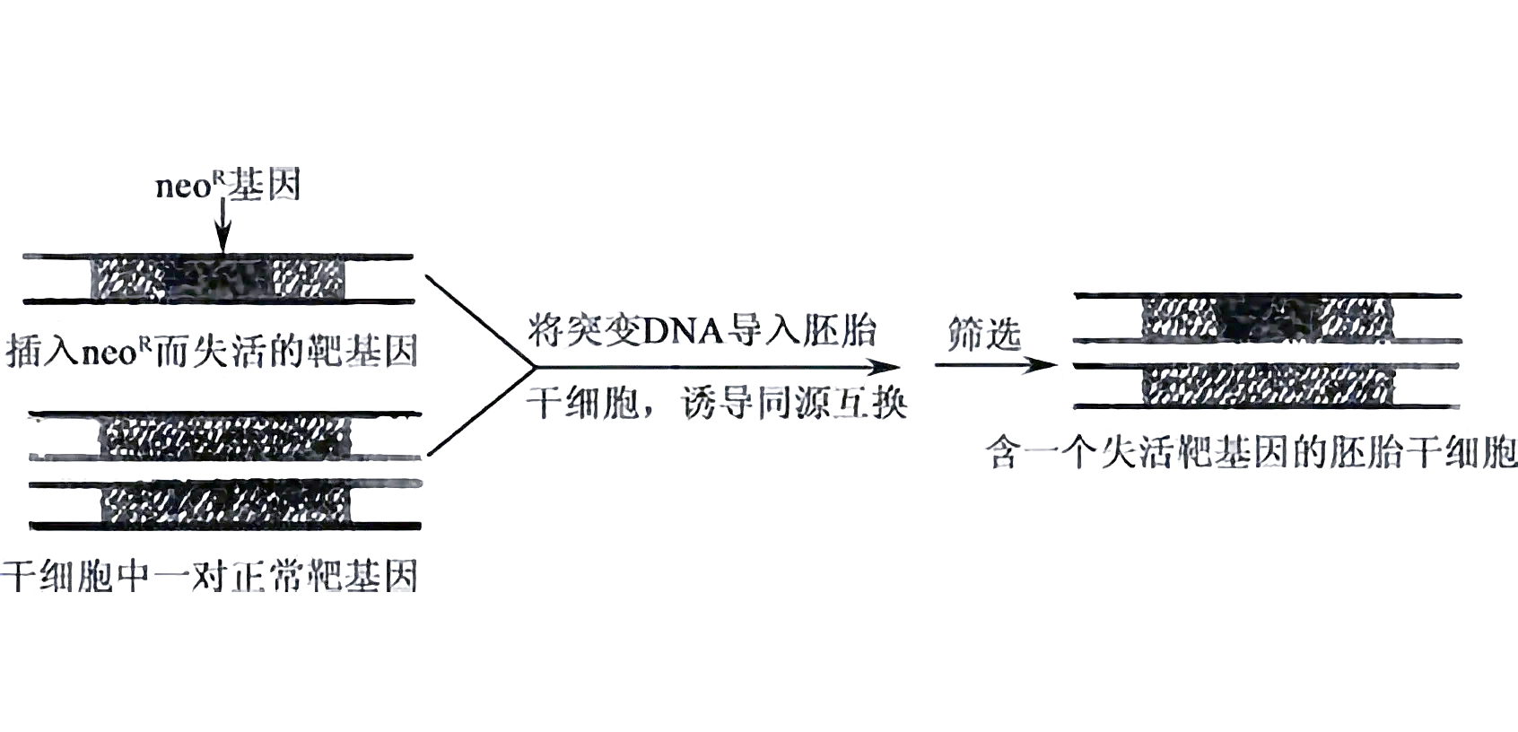 我国科学家成功将从头合成的大尺度DNA递送至小鼠早期胚胎