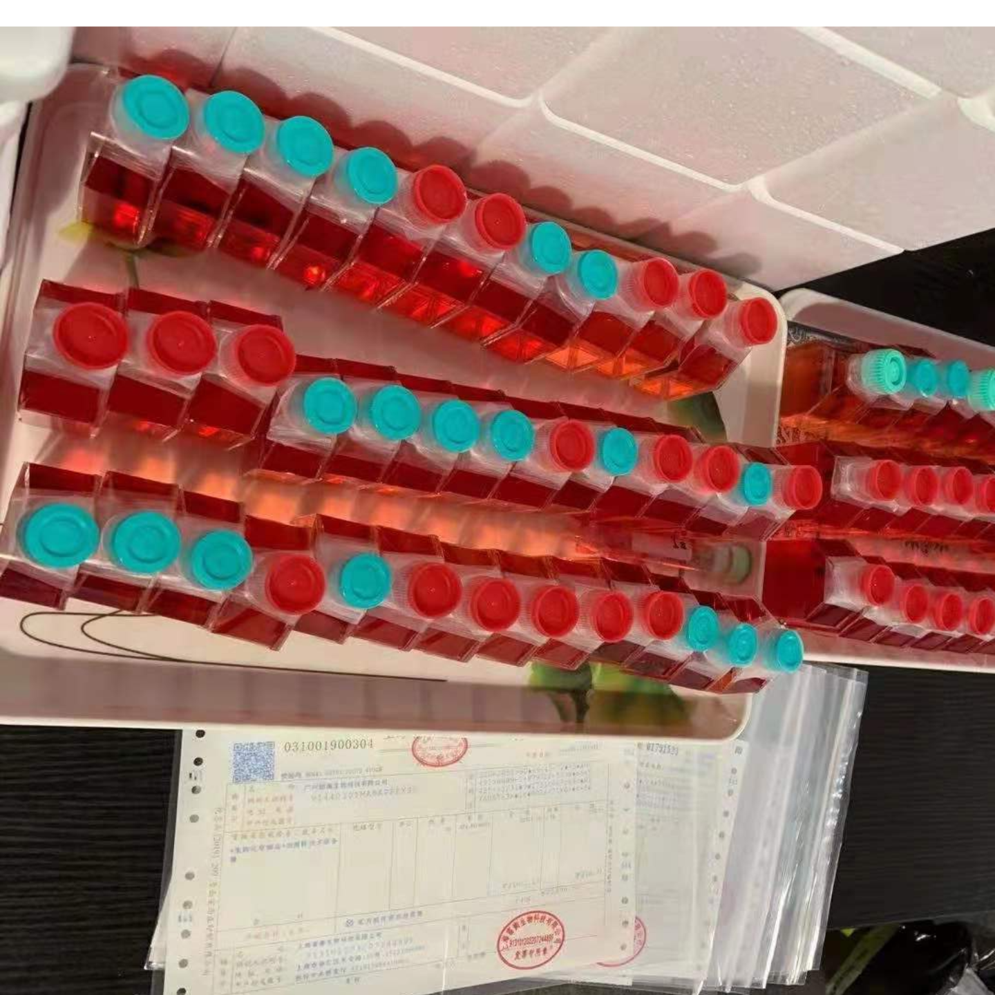 我国科学家成功将从头合成的大尺度DNA递送至小鼠早期胚胎