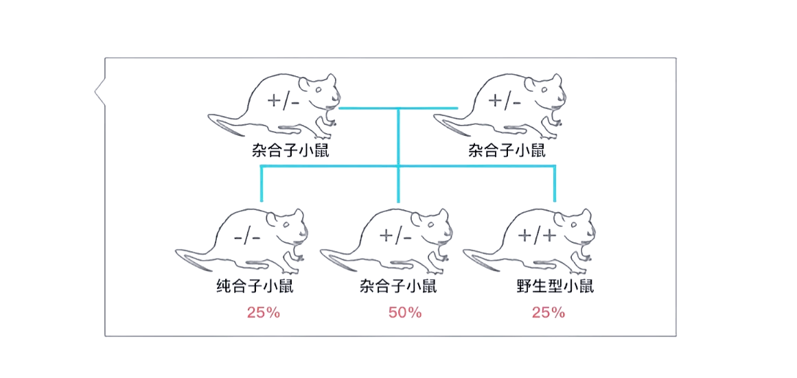 我国科学家成功将从头合成的大尺度DNA递送至小鼠早期胚胎