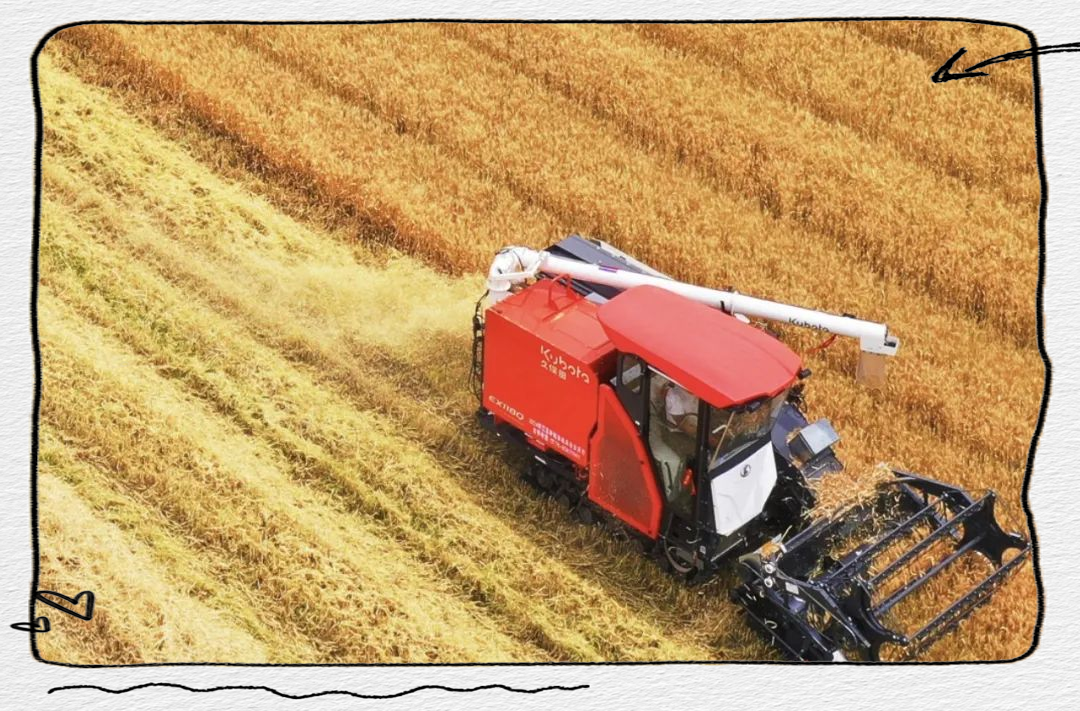 夏粮收购忙，新麦质优价稳 全国现存粮食相关企业超23.5万家