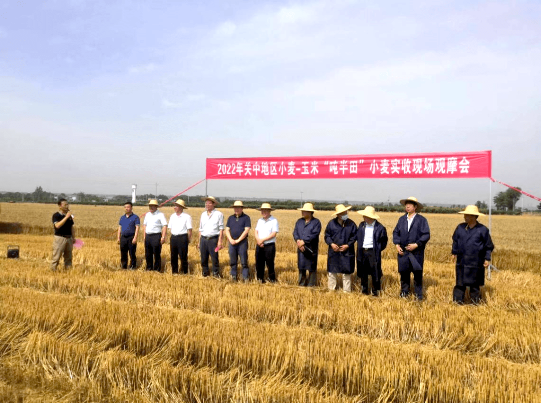 津巴布韦2025年小麦产量预计达60万吨