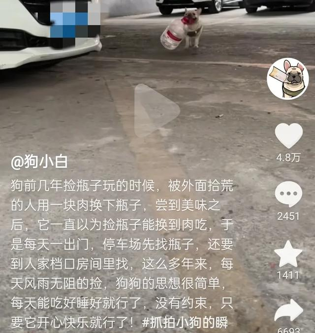 小狗捡瓶子一个月卖860元 宠物近来受热捧相关企业一年新增71.2万家