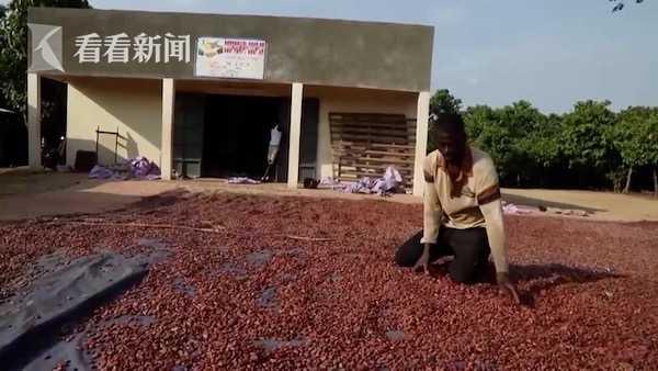 科特迪瓦7月可可加工量下降31%