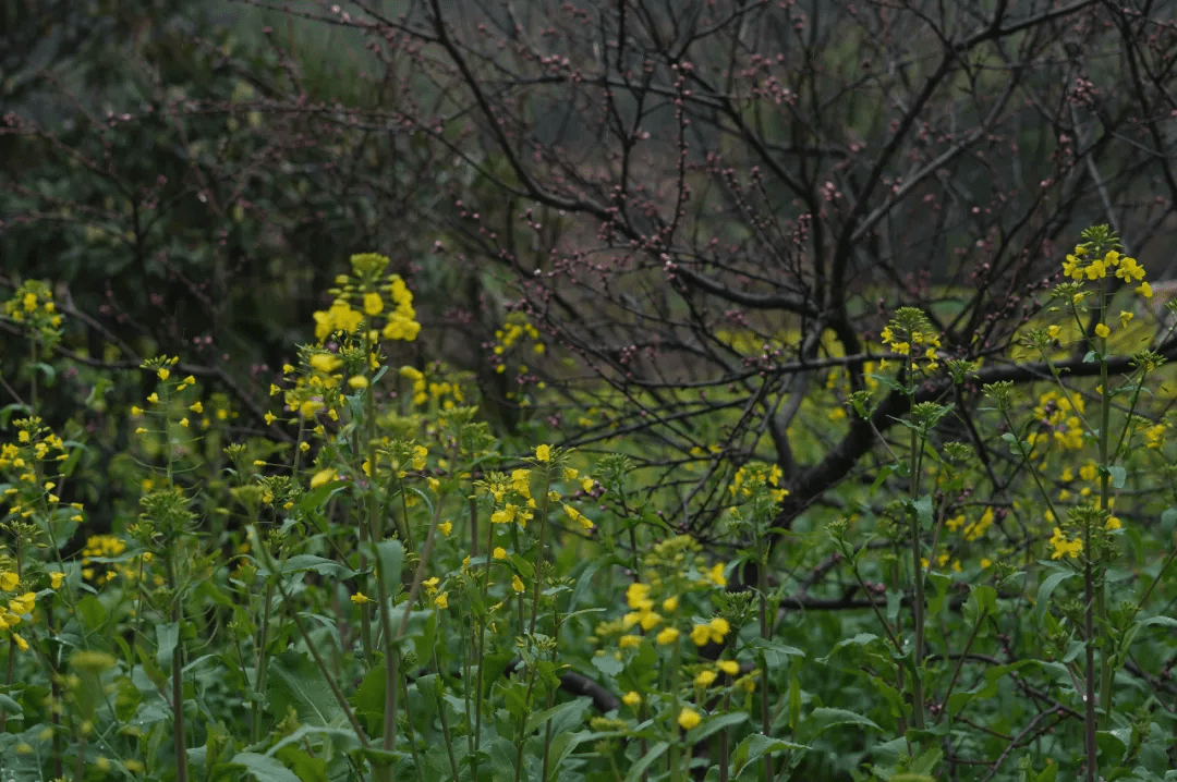 摩洛哥树莓出口创历史新高