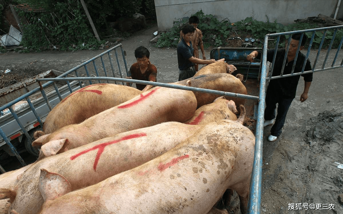 鸡蛋、玉米淀粉、生猪期权上市一周年 产业参与有序 功能稳步发挥