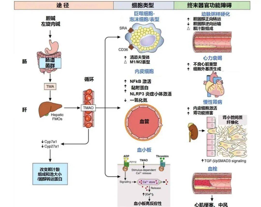 新研究揭示肠道“休眠”噬菌体被“唤醒”的机制