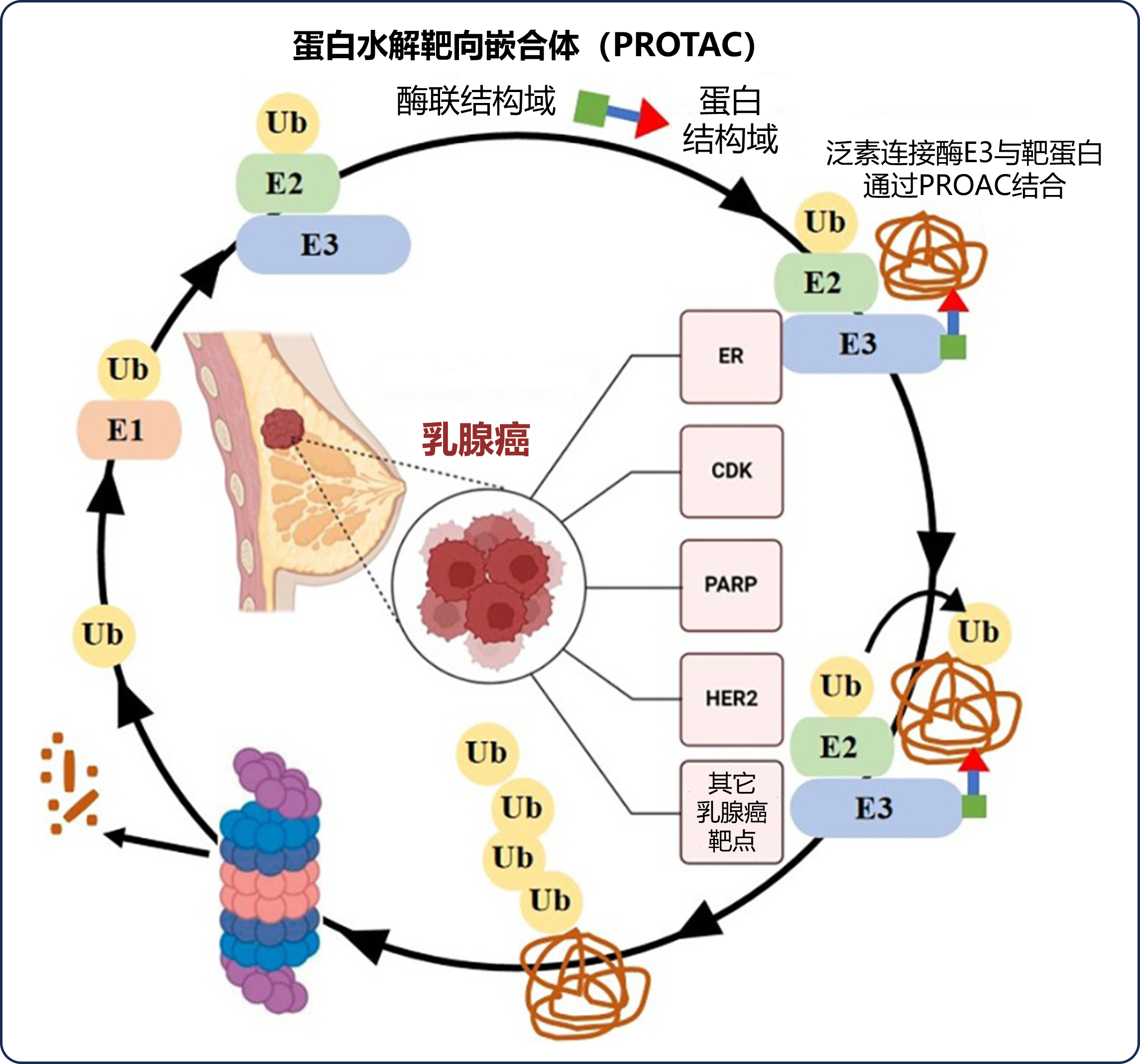 新研究揭示生育哺乳降低乳腺癌风险的机制