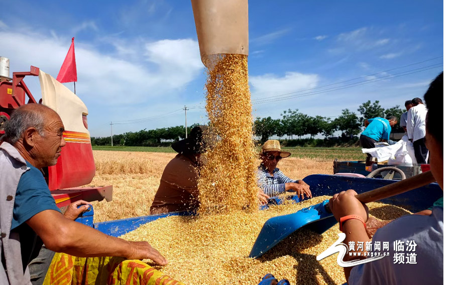 津巴布韦2025年冬季小麦产量创历史新高