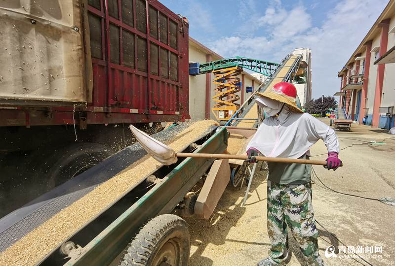 津巴布韦2025年冬季小麦产量创历史新高