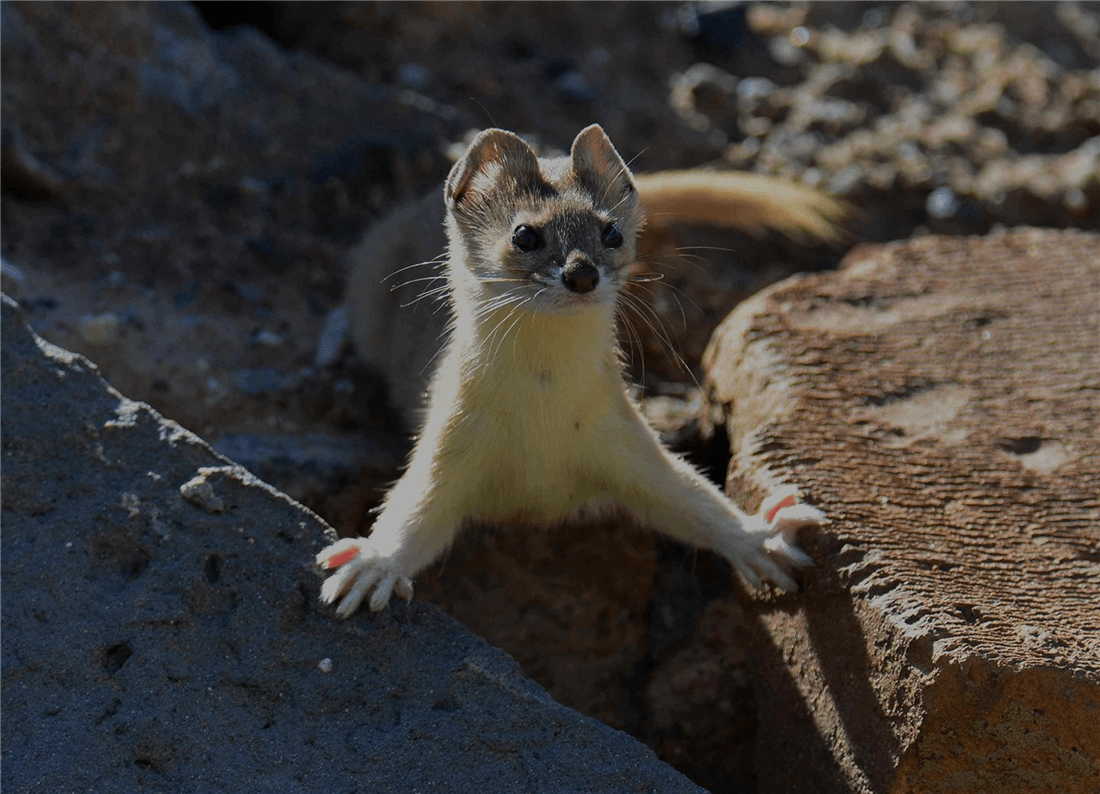 四川发现新物种马边鼬