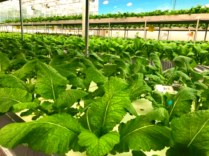 涪陵榨菜:已制定未来三年股东分红回报规划