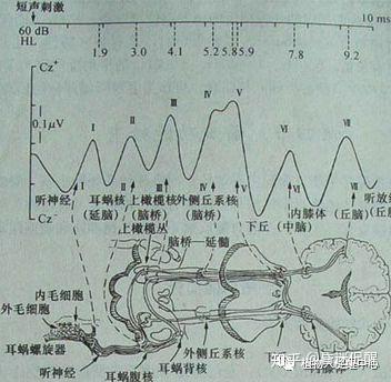 “植物人”是怎么醒的？研究发现大脑“意识开关”
