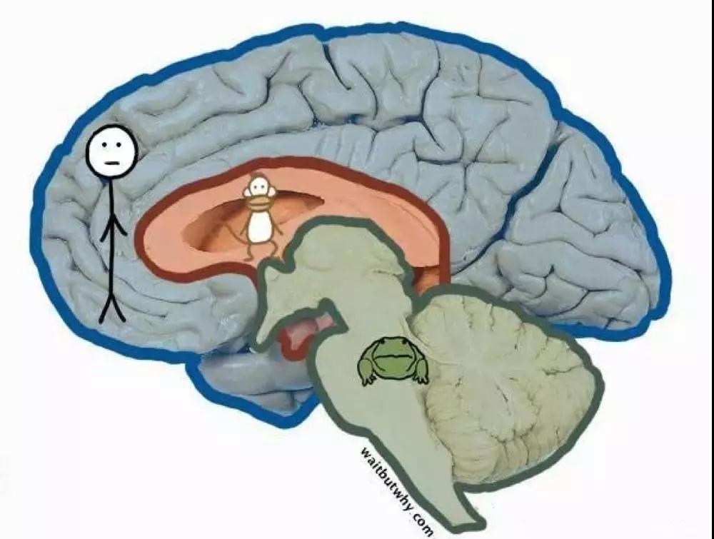 “植物人”是怎么醒的？研究发现大脑“意识开关”