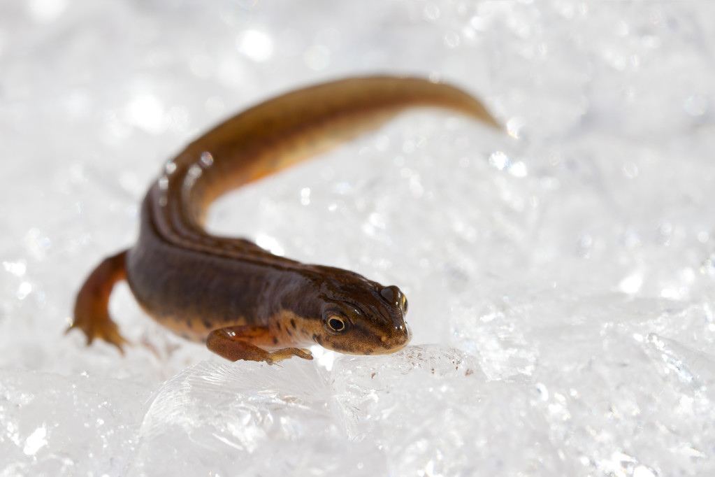 受昆虫启发 我国科学家研制出超强耐冲击水凝胶