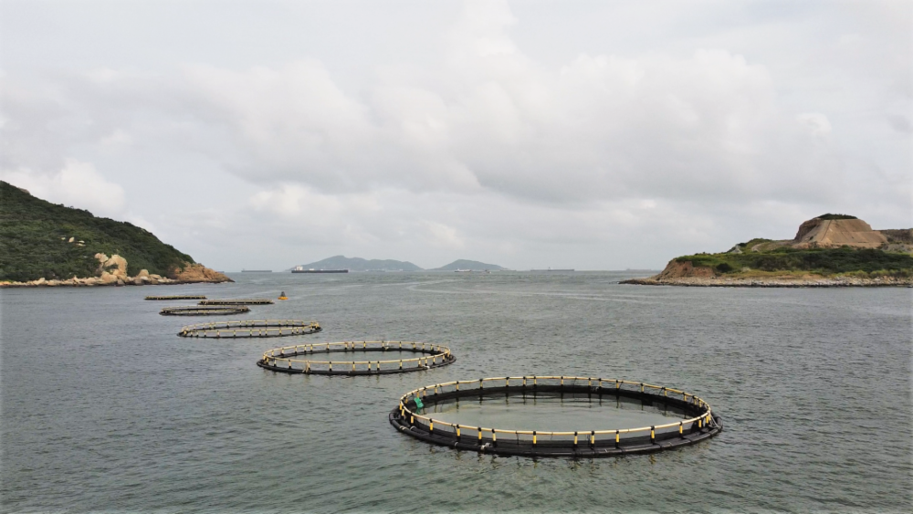 联合国粮农组织助力古巴渔业可持续发展