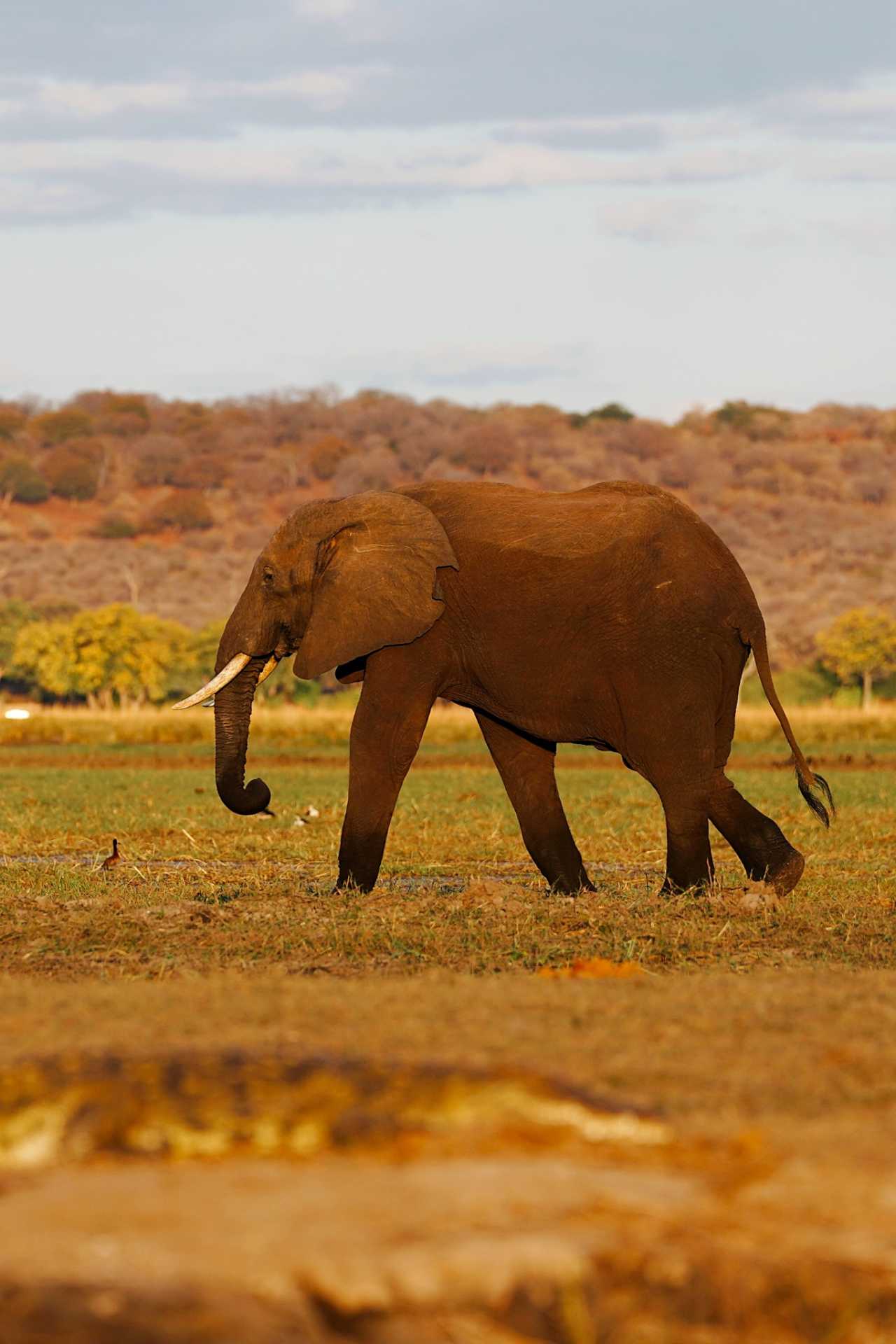 IMD评选肯尼亚为2025年非洲最具竞争力经济体