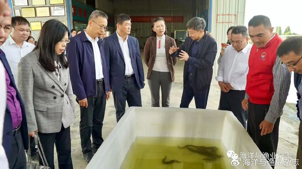 我国科研团队培育出“无肌间刺”银鲫