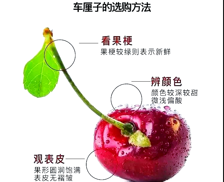 智利樱桃产业努力创新满足中国市场需求