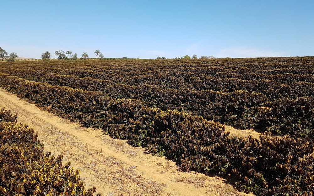 11月巴西咖啡出口量大幅下滑