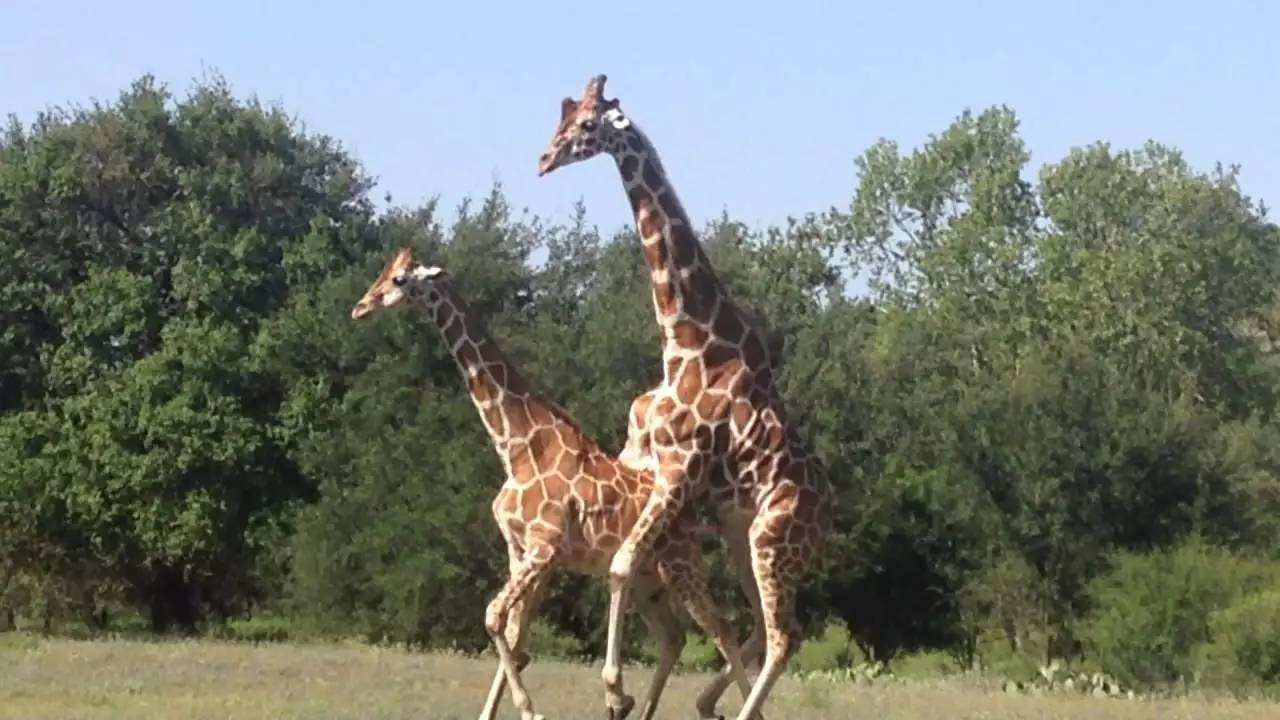 科学圆桌会·趣谈2025丨动物考古学家：这一年，动物与人类“同行”的故事又上新了