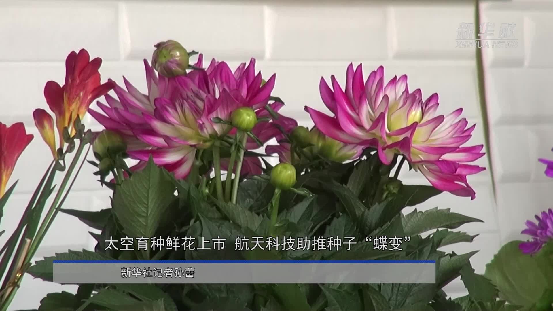 神农种业:庆油系列油菜种子登陆太空参与育种实验