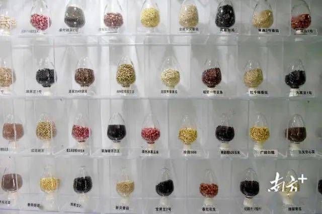 神农种业:庆油系列油菜种子登陆太空参与育种实验