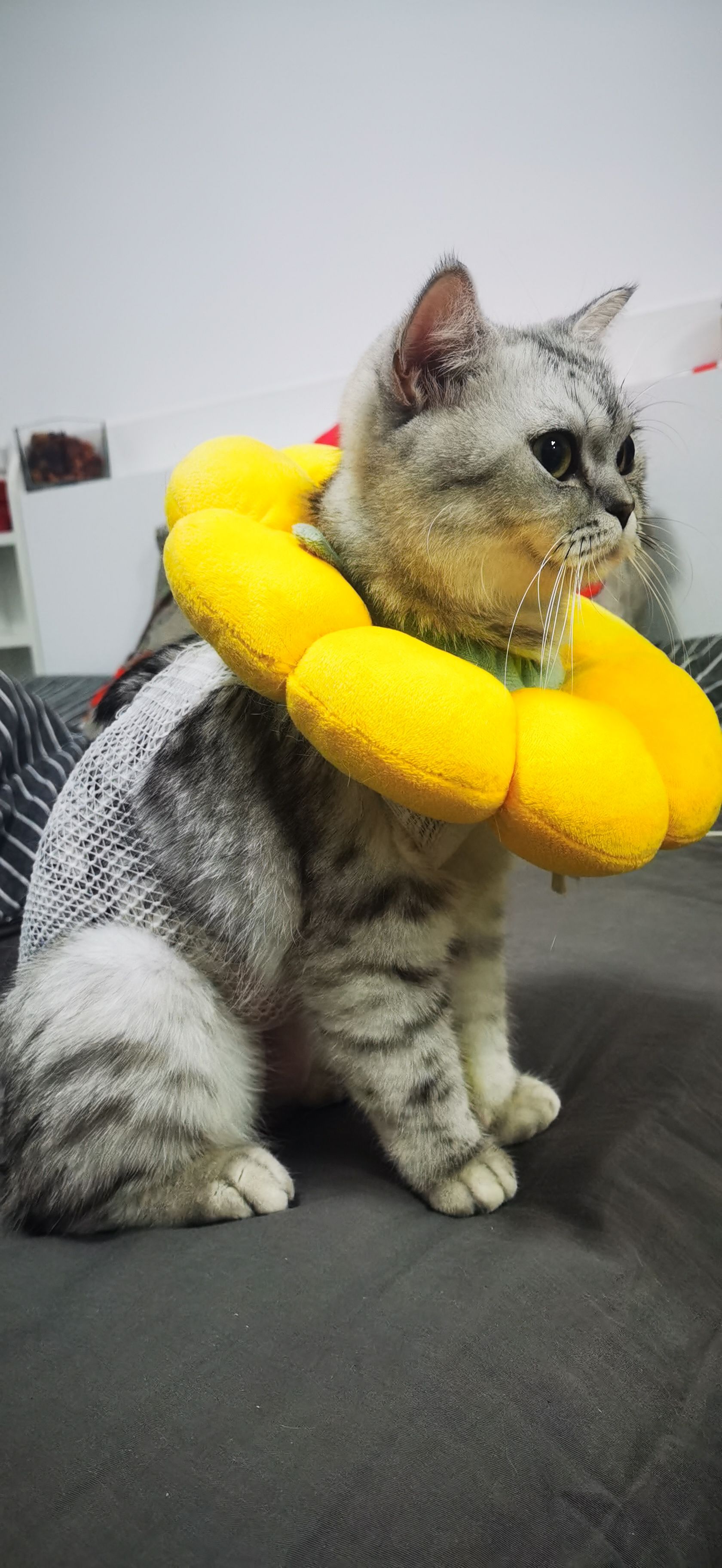 冲刺“宠物医院第一股”！瑞派宠物三年累亏超3亿，扩张急刹车、17.9亿商誉高悬