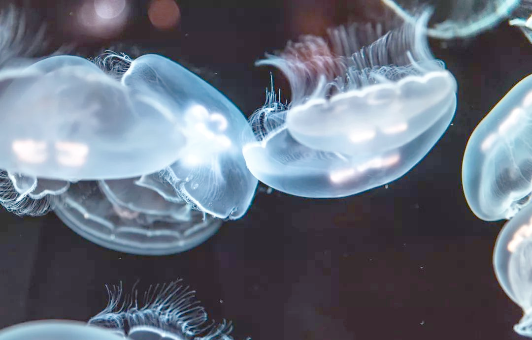 水母研究助力揭示动物睡眠的进化起源