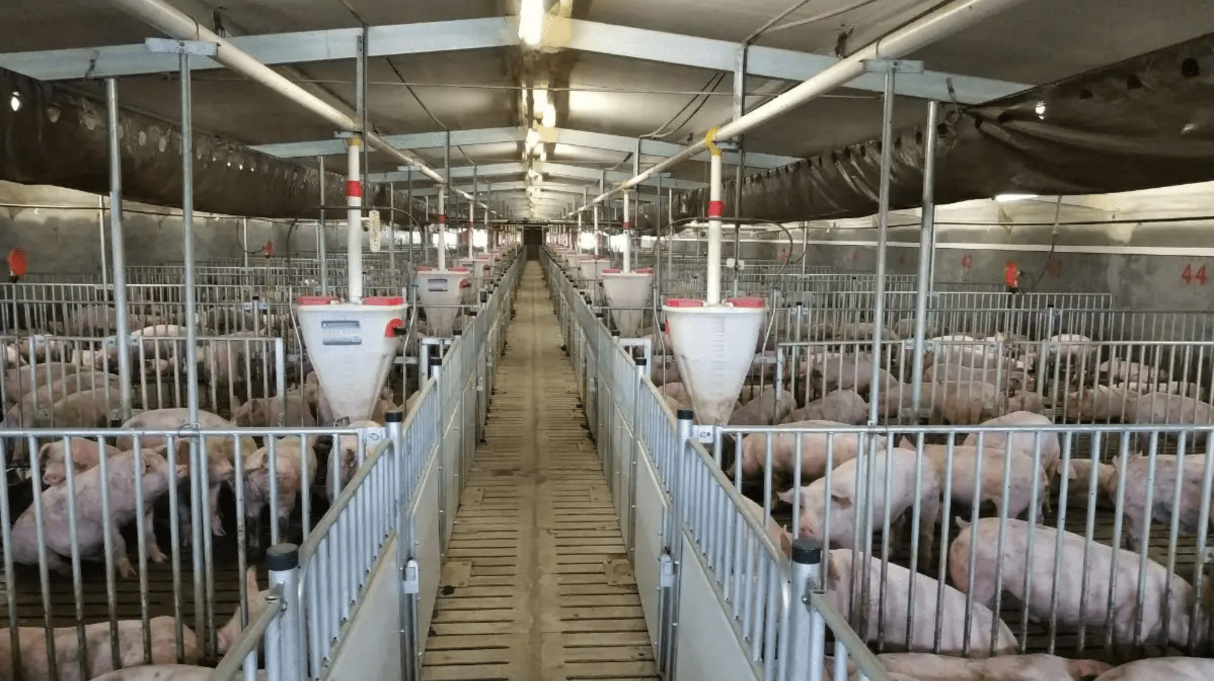 温氏股份猪鸡双轮驱动为何“熄火”？