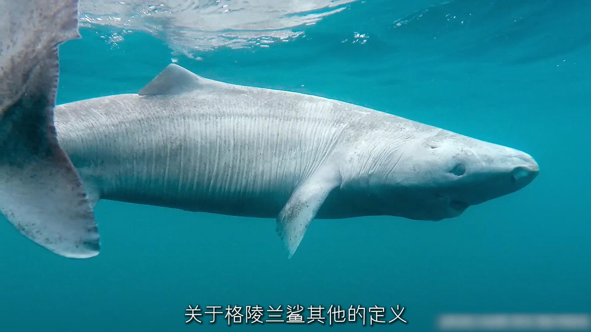 研究发现格陵兰睡鲨可对抗心脏衰老影响