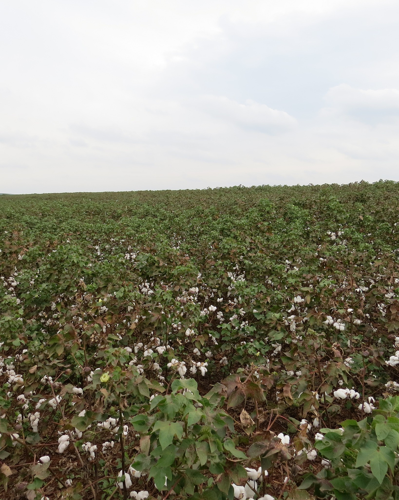 2025年巴西棉花出口创纪录