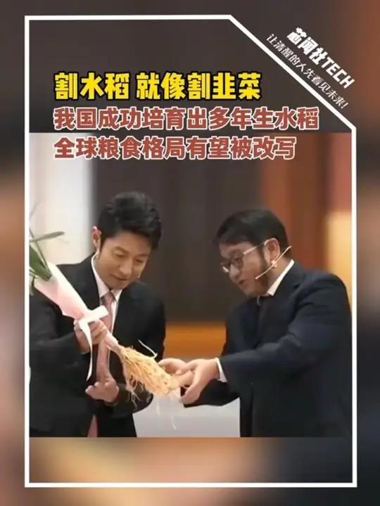 科学家发现水稻基因可“合力”抗旱